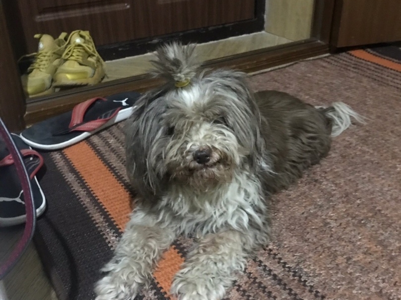 Нижегородскй Хатико: собака две недели бегала вокруг остановки в поисках хозяина