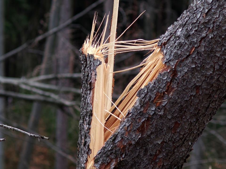 Image for В Дивеевском районе упавшее дерево проломило лобовое стекло Мерседесу