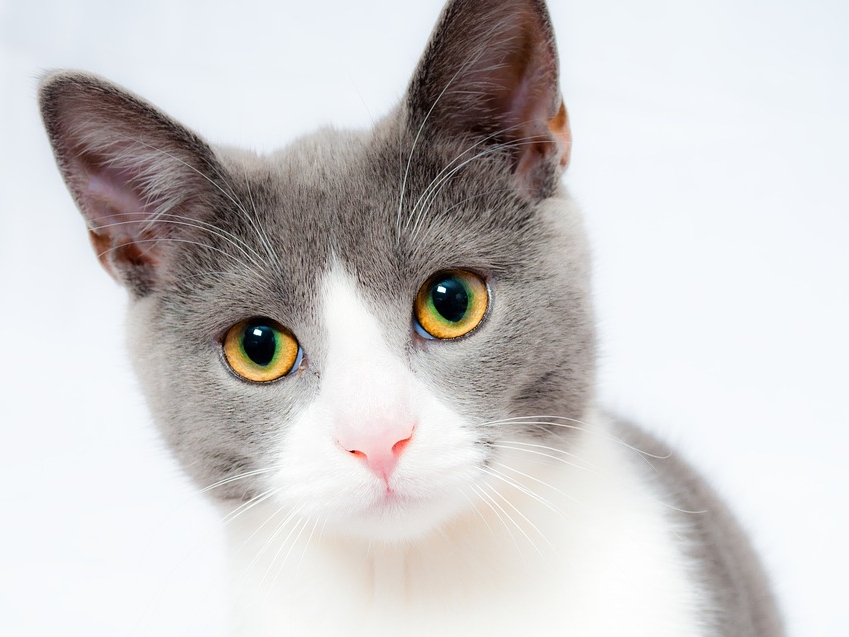 Image for Учёные узнали, почему кошки откликаются на своё имя