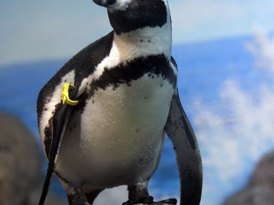 Image for Пингвинов Гумбольдта поселили в нижегородском зоопарке «Лимпопо»