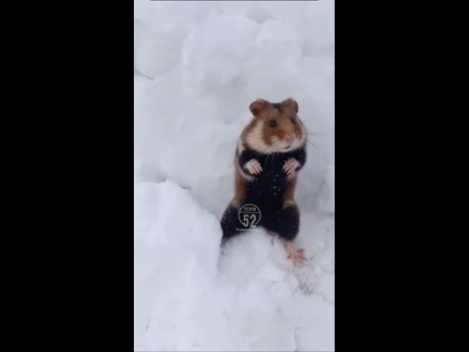 Image for Нижегородцы встретили необычного грызуна во время уборки снега