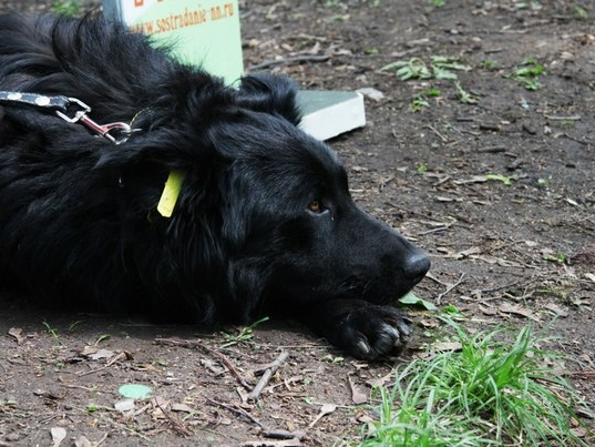 Image for Полиция начала проверку из-за гибели стерилизованной собаки в Богородске