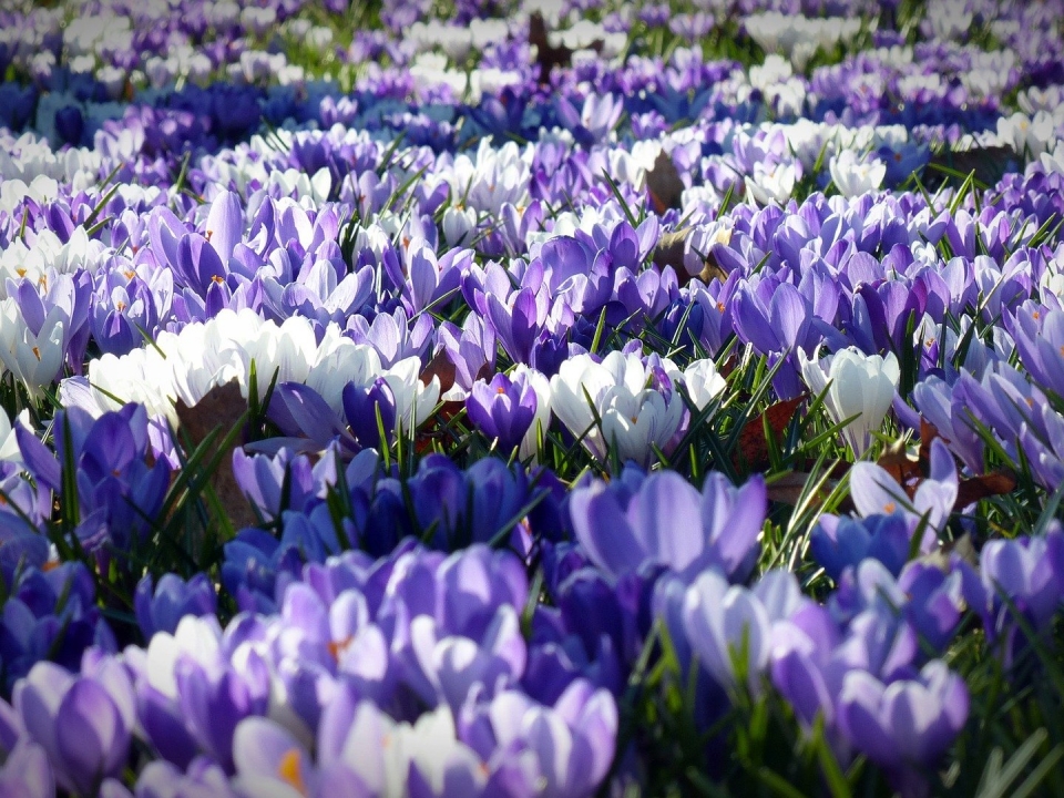 Image for В Нижегородском районе высадят более 8 тысяч кв.м. цветников к юбилею города