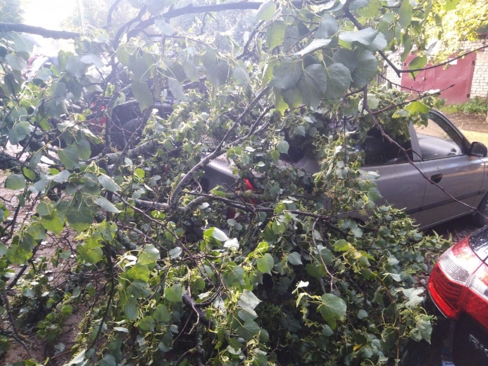 В Сарове дерево упало на припаркованные машины