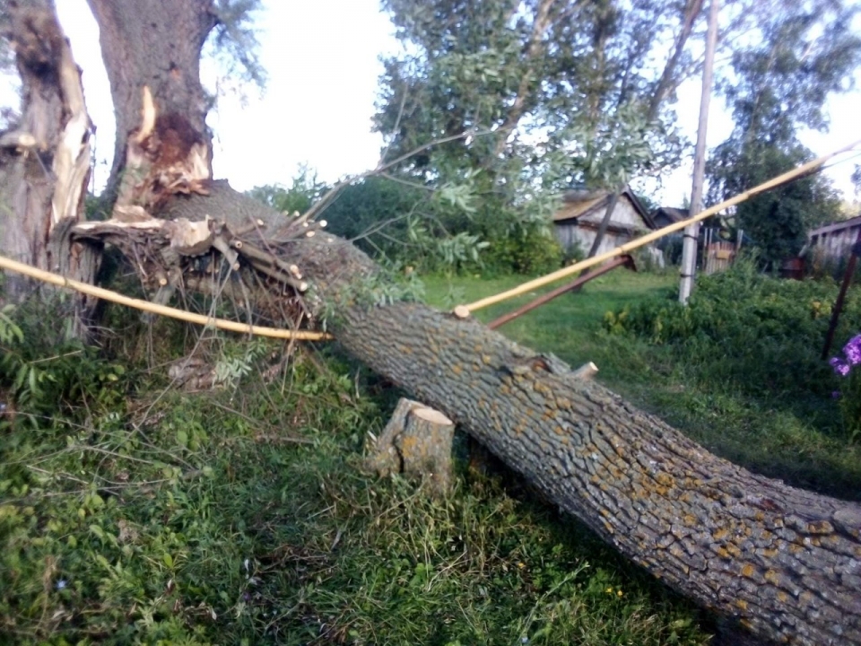 Image for Газовая труба прогнулась в Лукояновском районе из-за упавшего дерева