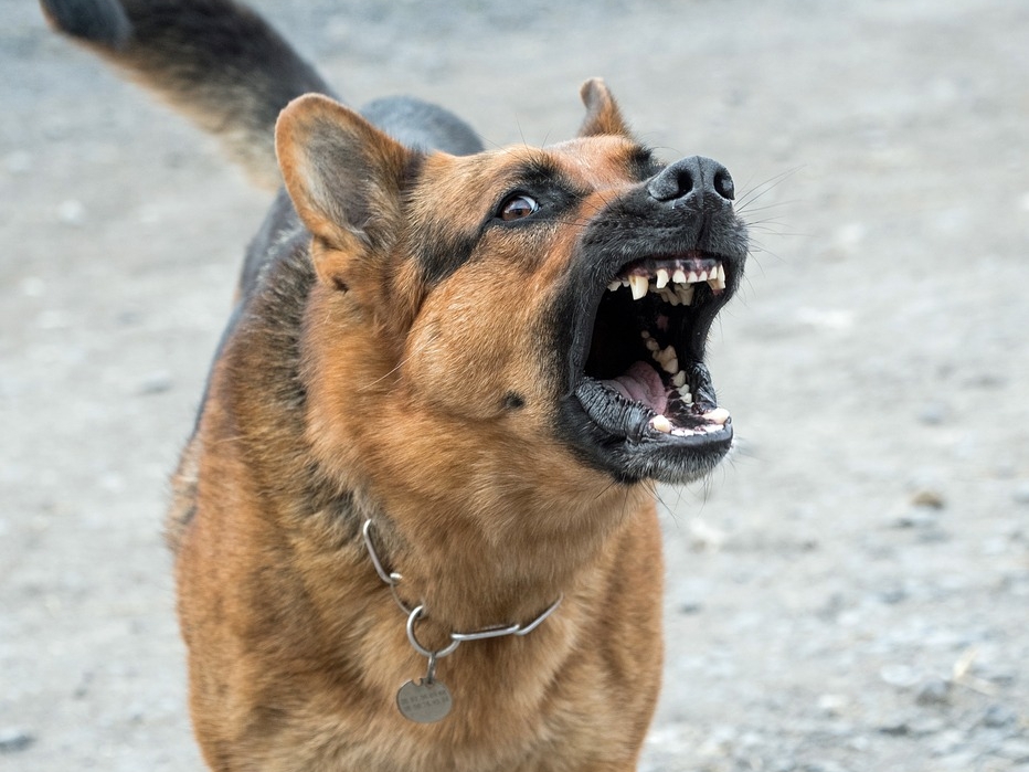 Image for Сорвавшаяся с цепи собака растерзала девятилетнего мальчика в Шахунском районе