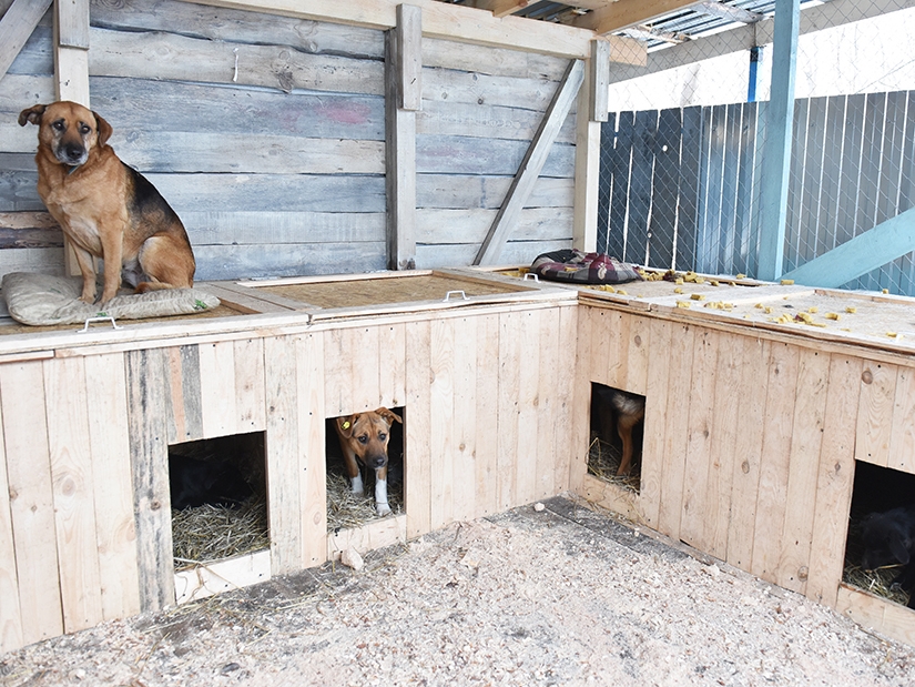 Image for Нижегородцев призывают помочь приюту для животных