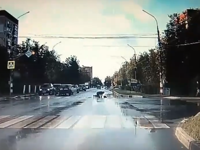 В Дзержинске легковушка сбила пешехода и врезалась в авто