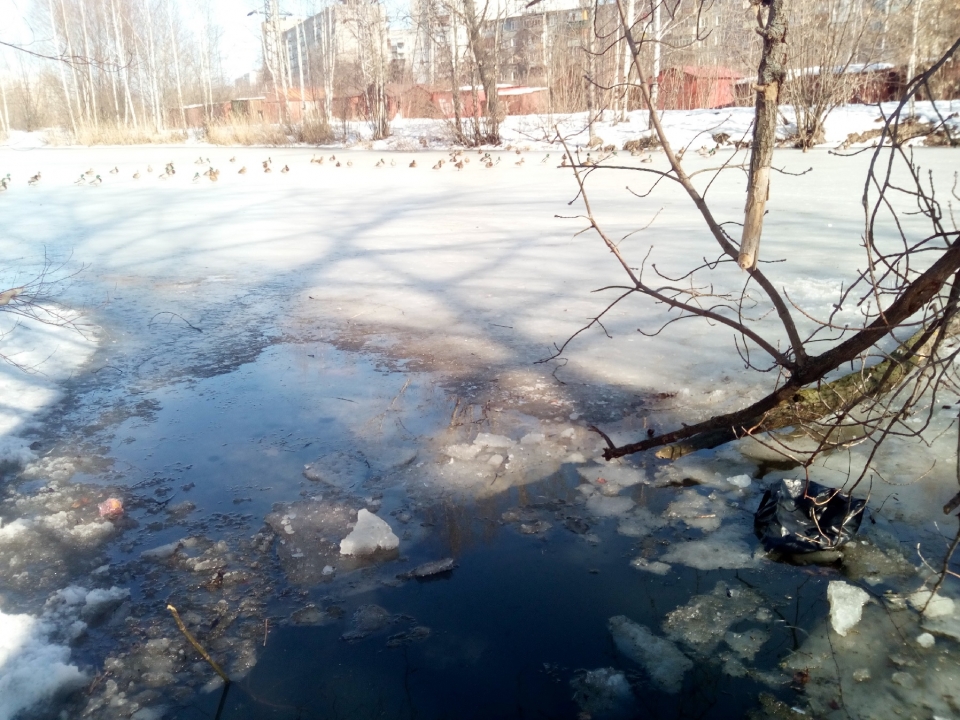 Image for Провалившегося под лёд спасли сотрудники МЧС в Нижнем Новгороде