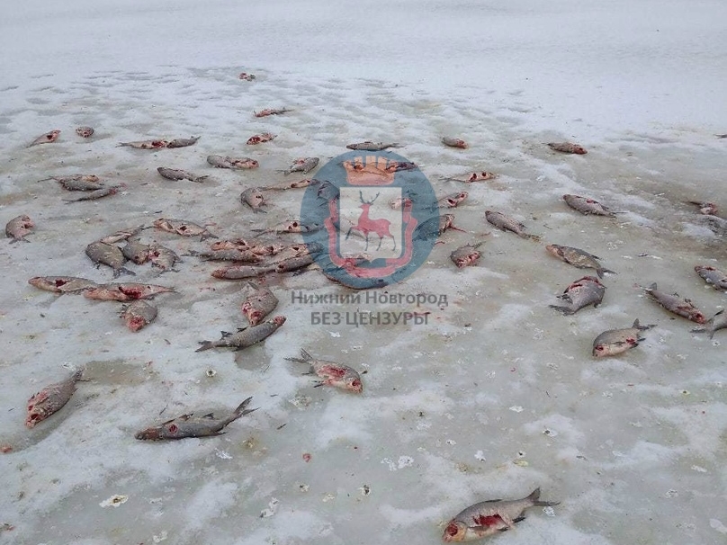 Image for Рыбаков, оставивших трупы лещей на льду нижегородского озера, накажут