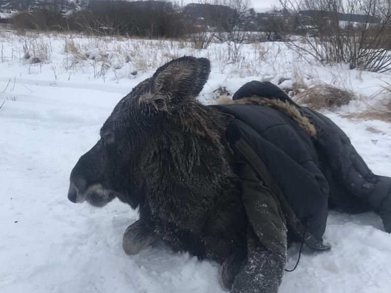 Нижегородцы спасли на Волге провалившуюся пол лед лосиху