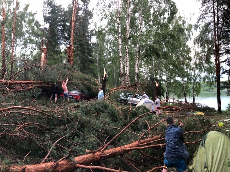 Image for Ураганный ветер вырвал сосны у Ефимьевского озера