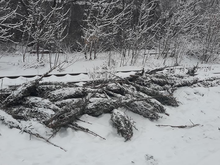 Image for В Нижнем Новгороде обнаружили свалку непроданных новогодних елок
