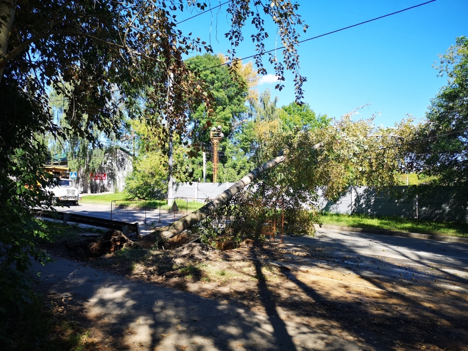 Image for В Советском районе дерево упало на проезжую часть из-за ремонтных работ 
