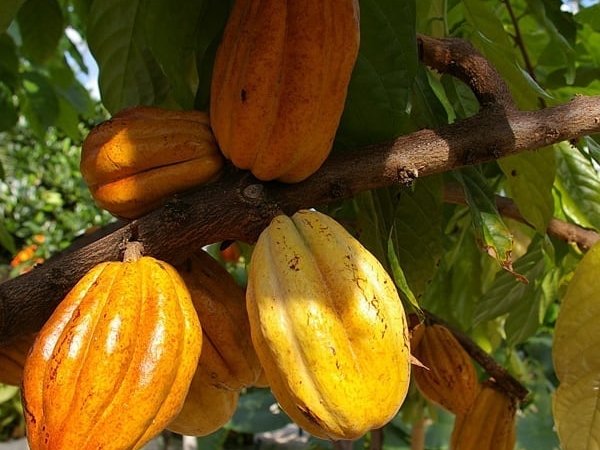 Image for В нижегородском ботаническом саду впервые созрели плоды какао
