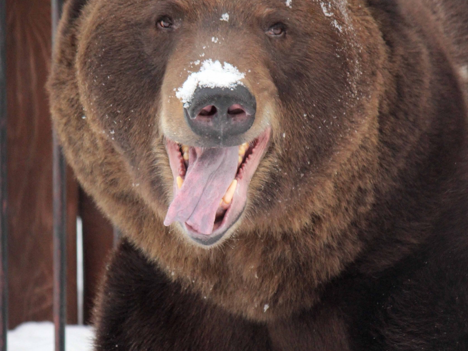 Image for Медведь Балу вышел из спячки в зоопарке 