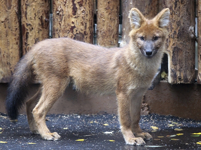 Image for Нижегородцы помогут зоопарку «Лимпопо» подобрать имена для трех красных волков