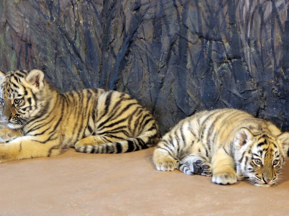 Image for Нижегородцы выберут имена двум родившимся тигрятам в зоопарке «Лимпопо»