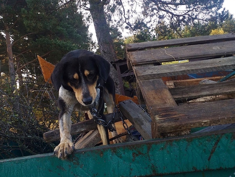 Image for В Семенове неизвестные пристегнули собаку цепью и выбросили в мусорку