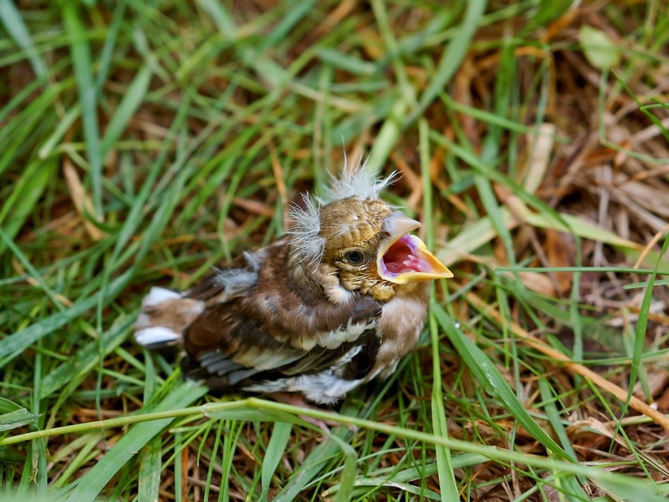 Image for Нижегородский Минлесхоз рассказал почему ненужно трогать птенцов, выпавших из гнезда 