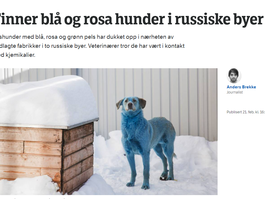 Image for Издания восьми стран заинтересовались синими собаками в Дзержинске