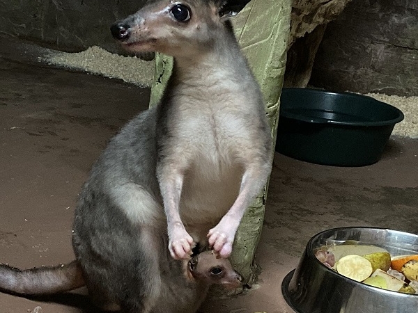Фото дня: малыш кенгуру Хагена родился в «Лимпопо»