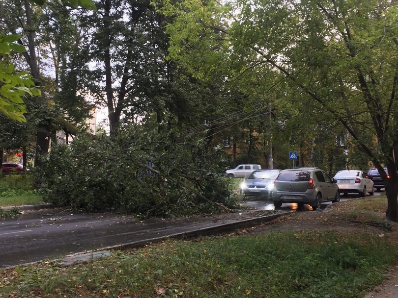 Image for Высоковский проезд перегородило упавшее дерево
