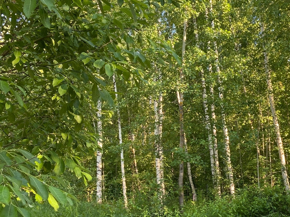 Image for Посещение лесов запрещено в 13 муниципалитетах Нижегородской области