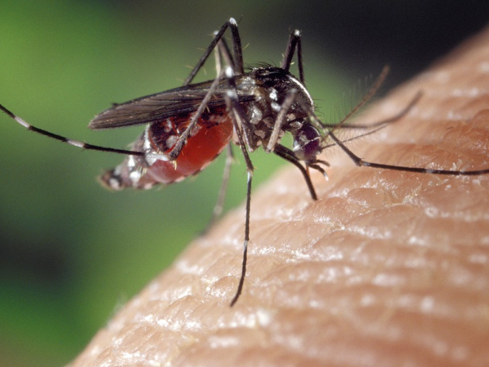 Image for Сроки активности комаров в Нижегородской области сдвинулись на полмесяца