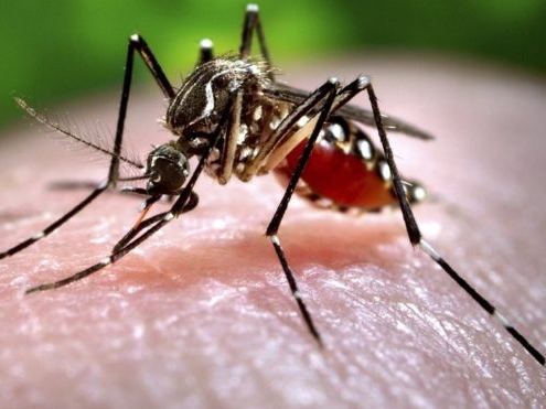Image for Эксперты рассказали, как выбрать качественный спрей от комаров и мошек в Нижнем Новгороде 
