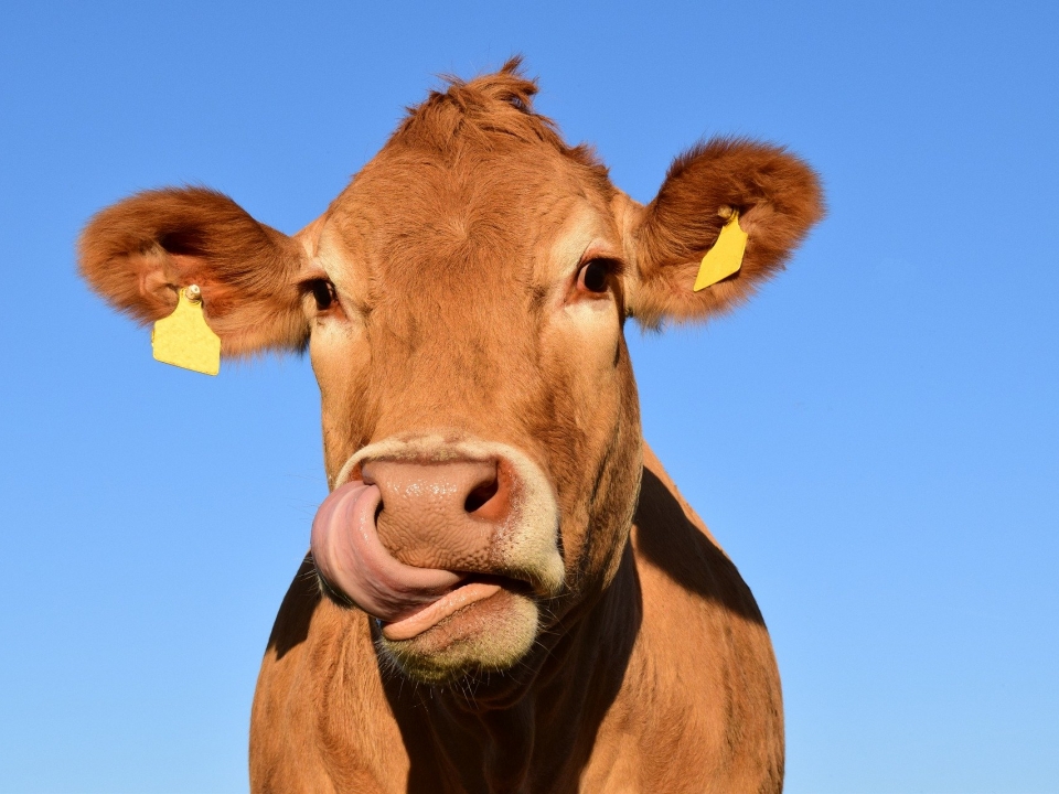 В Нижегородской области на 15% выросло производство мяса и на 4,4% - молока 