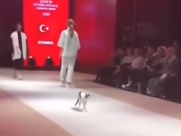 Image for В Стамбуле бездомная кошка пробралась на модный показ и прошлась по подиуму