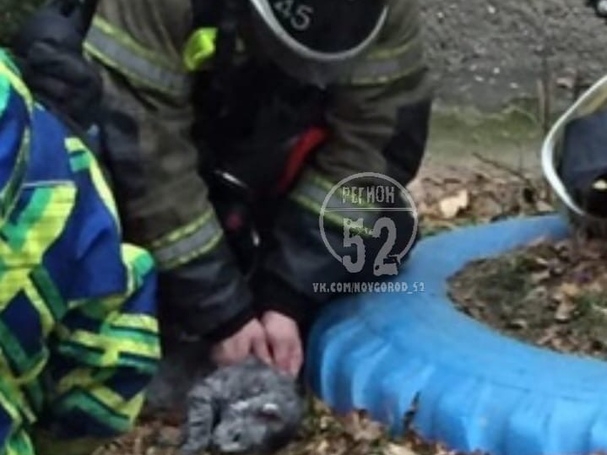 Фото дня: нижегородские спасатели делают кошке массаж сердца