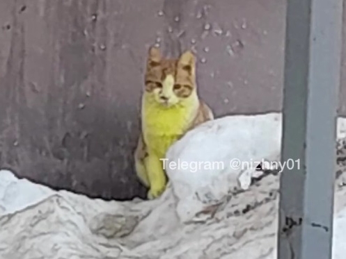 Image for Желтых кошек заметили на улицах Нижнего Новгорода