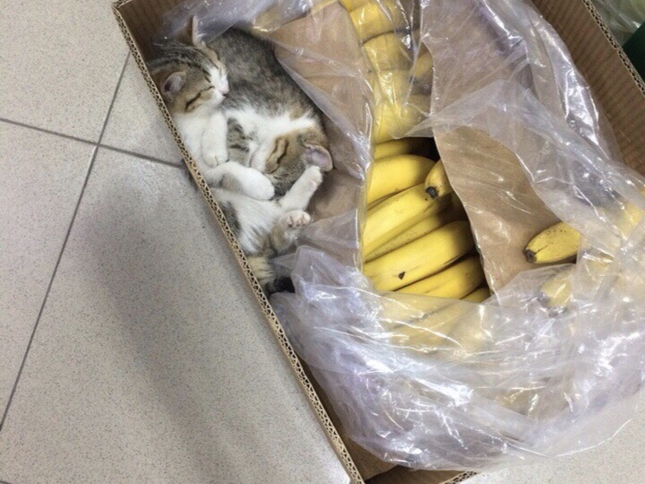 Image for Нижегородские коты захватили магазины, банки и почтовые отделения