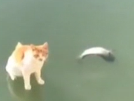 Image for В интернете набирает популярность видео с котом, пытающимся поймать рыбу
