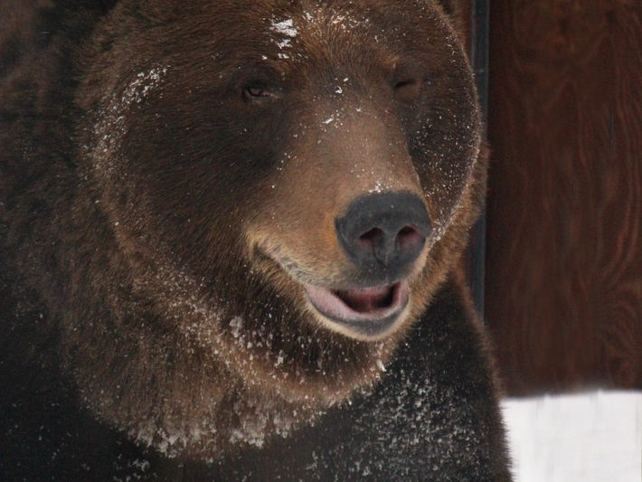 Image for Медведь Балу из нижегородского зоопарка «Лимпопо» ушел в зимнюю спячку
