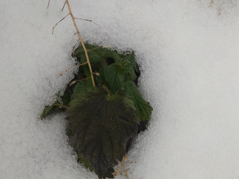 В Нижегородской области из-под снега пробилась крапива
