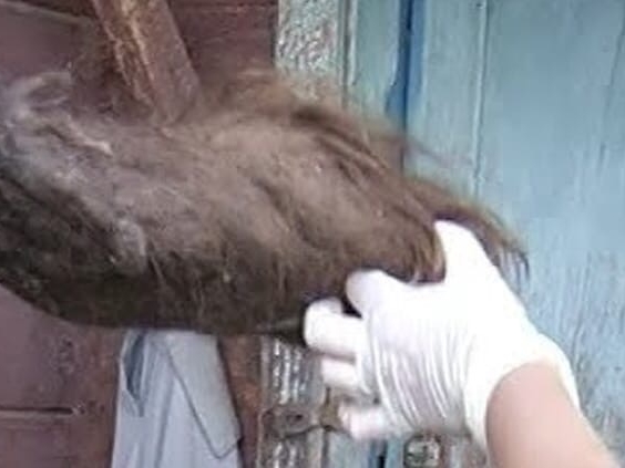 Image for Две женщины украли волосы жительницы Вачского района