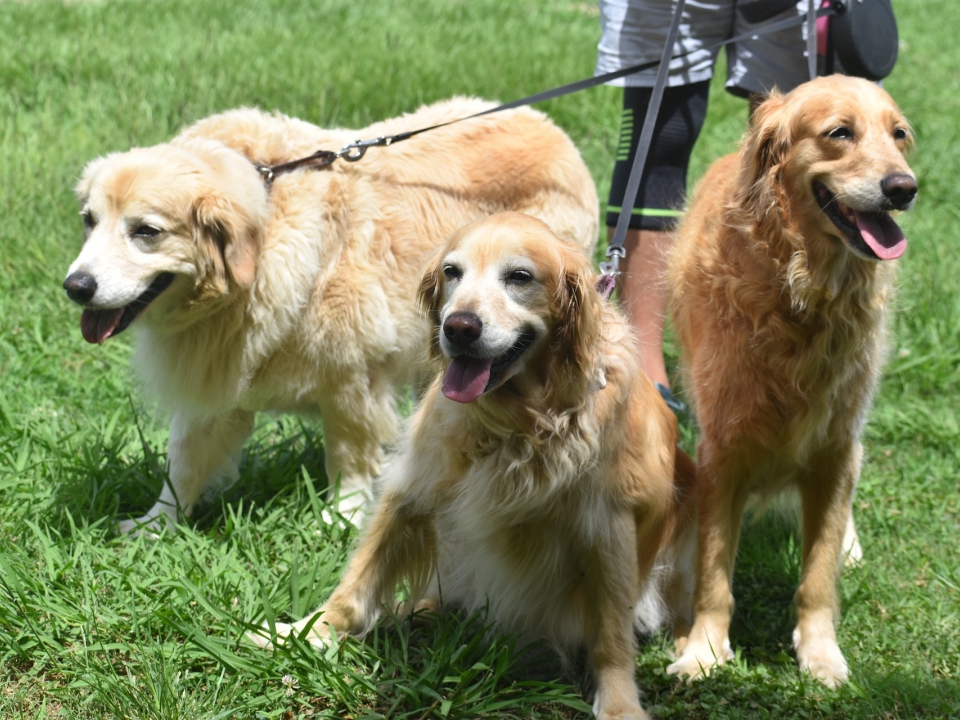 Image for Выгул собак временно запретили в парке «Швейцария» в Нижнем Новгороде