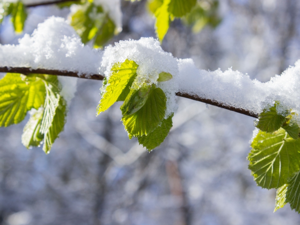 Image for Нижегородцам пообещали 24-градусные морозы