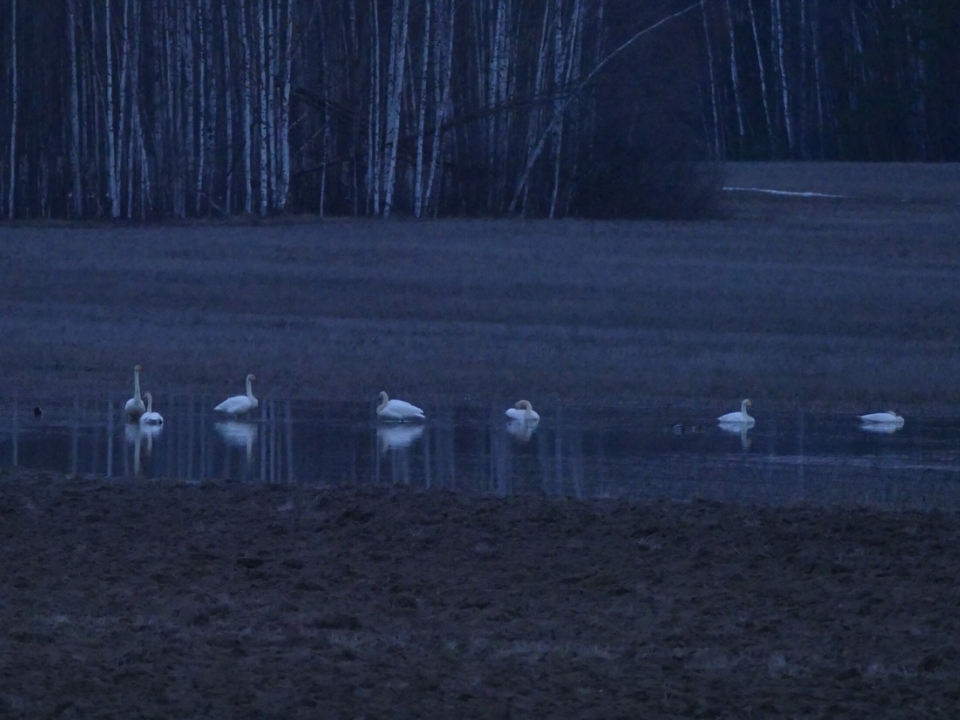 Image for Фото дня: стая лебедей на озере в Воскресенском районе