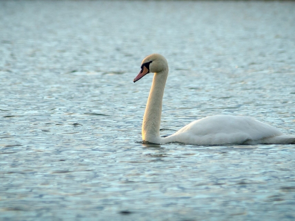 Image for Фото дня: лебеди радуются весеннему солнцу на озере в Княгинине