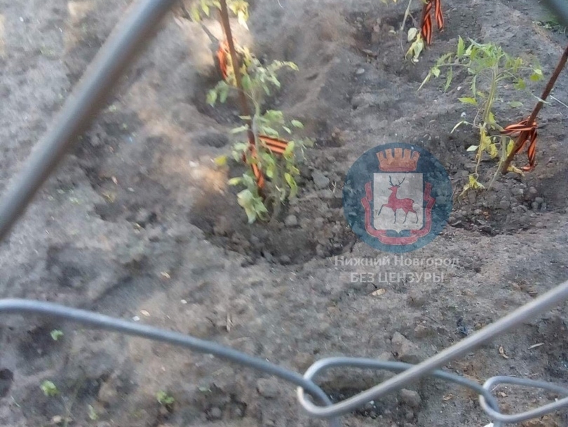 Image for Нижегородские садоводы перевязали георгиевскими ленточками помидоры