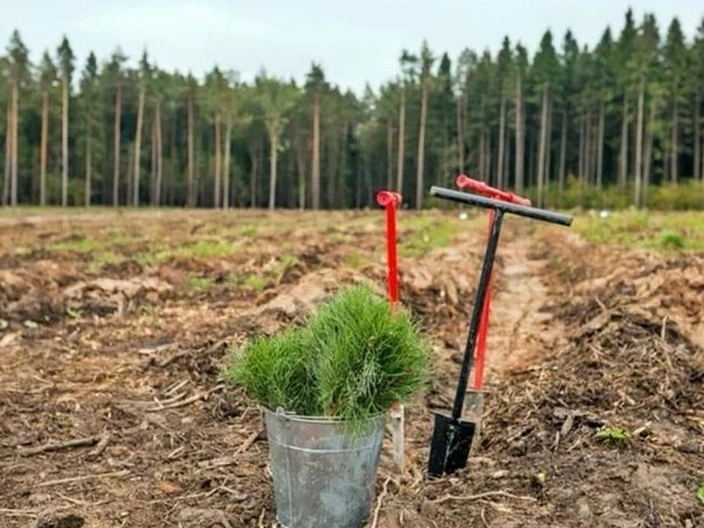Image for Свыше 14 тысяч гектаров леса восстановят в Нижегородской области в 2022 году