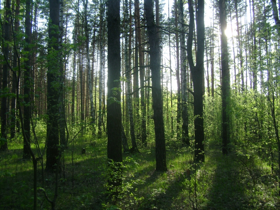 Объемы лесовостановления в регионе одни из самых высоких в ПФО - Глеб Никитин