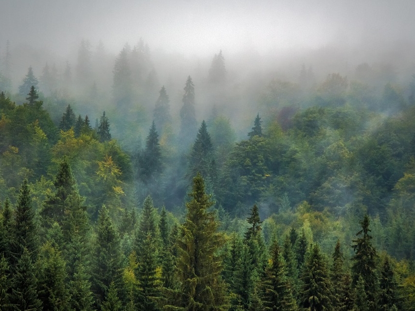 75 га незаконных рубок было выявлено благодаря космомониторингу нижегородских лесов