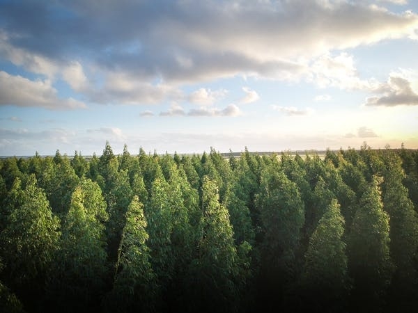 Image for Нижегородца осудят за вырубку леса на 24 млн рублей