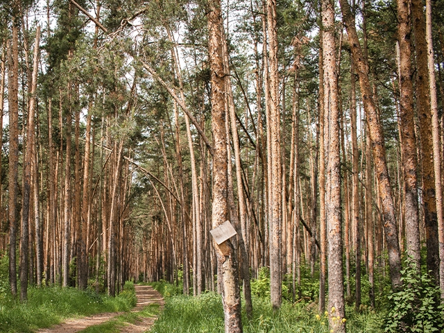 Image for Более 18 млн рублей направят на авиамониторинг нижегородских лесов в 2023 году