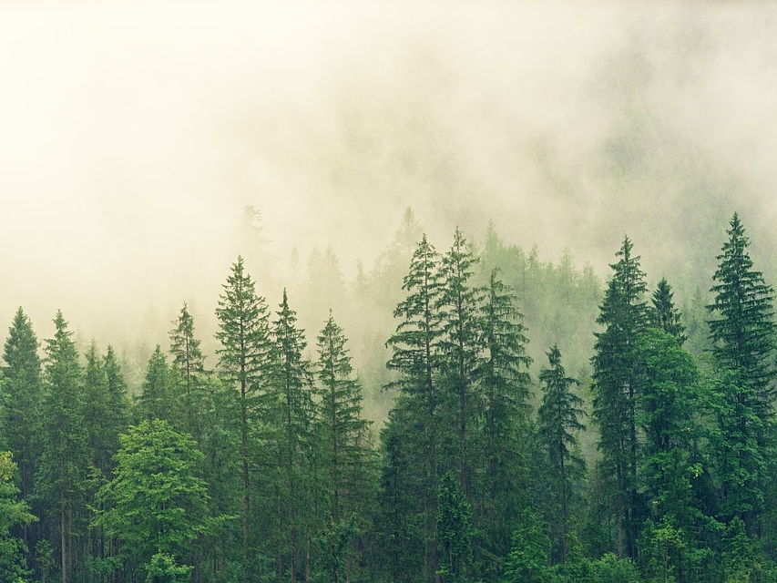 В Нижегородской области введут новые правила пользования лесом